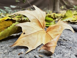 Fallen Acer leaf. Autumn.