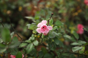 Rosa chinensis. Autumn.