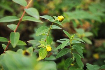 Hypericum calycinum.