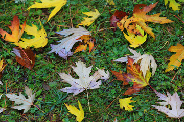 autmn leaves on grass