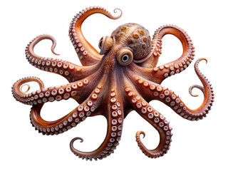 Fototapeta premium Vibrant common octopus with detailed suckers and tentacles