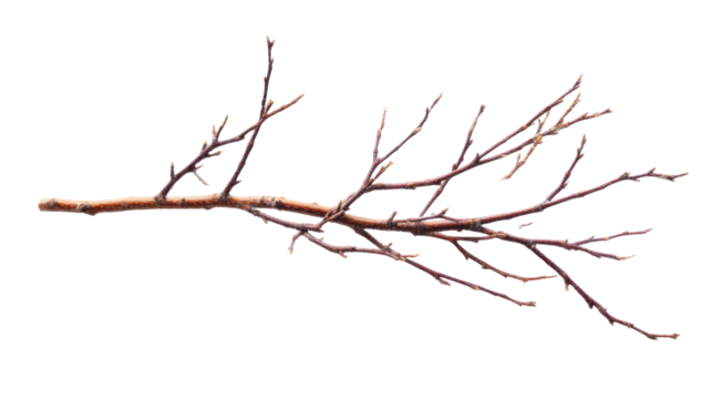 Bare Branch Elegance: A solitary, slender tree branch stretches gracefully, its intricate network of twigs and lines forming a captivating silhouette.