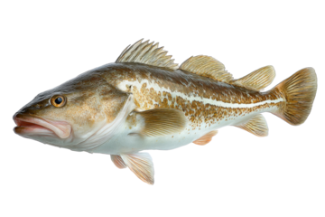 Atlantic Cod: A detailed close-up of an Atlantic cod, showcasing its unique patterns and textures, perfect for culinary and marine life themes.