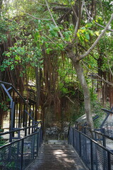 Banyan Tree at Anping Tree House in Tainan, Taiwan - 台湾 台南 安平樹屋	