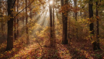 Obraz premium Sunlight filtering through autumn trees in a vibrant forest landscape.