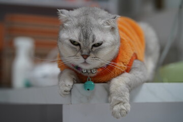 A gray tabby cat wearing an orange sweater resting on a table, showcasing a relaxed and contemplative expression in a cozy indoor environment