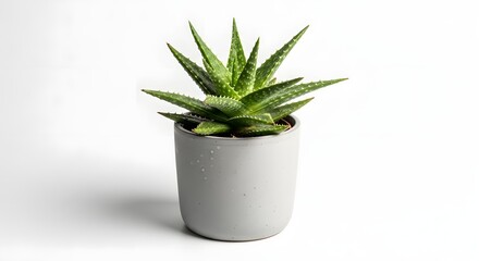 Aloe vera plant with thick succulent leaves