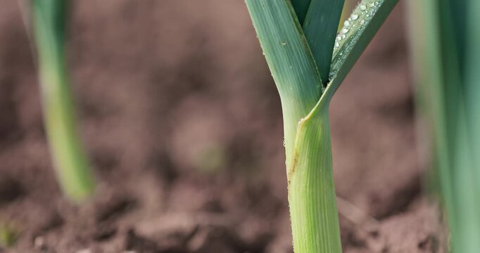 Close-up of plant stem and leaves growing on farm beds. Healthy cultivated greenery in a garden or greenhouse, representing fresh harvest, sustainable agriculture, and food production. Row of ripe