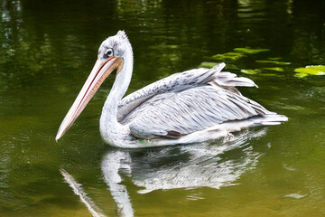 Pélican sur l'eau en profil	