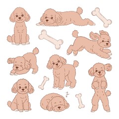 Illustration set of cute hand drawn toy poodle puppies isolated on white background 