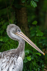 T&ecirc;te de p&eacute;lican de profil parmi la v&eacute;g&eacute;tation