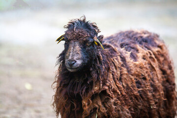 Mue chez les moutons d'Ouessant