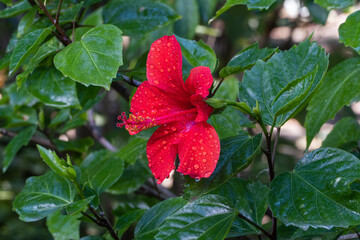 Vibrant red hibiscus flower with water droplets on its petals, surrounded by lush green leaves in natural setting. Close up.