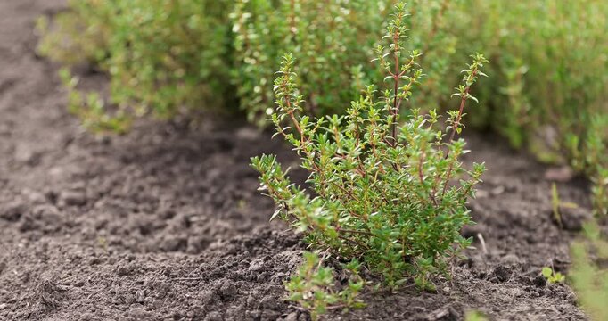 Cinematic close-up of common thyme (Thymus vulgaris) growing on a farm. Fresh aromatic leaves swaying gently in natural sunlight, capturing the texture and herbal essence of the plant.Thyme in garden