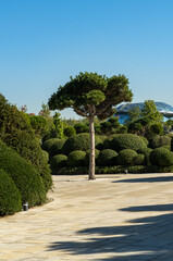 Landscaped area in Galitsky Park in Krasnodar, featuring uniquely stone pine (Pinus pinea), Italian pine, umbrella pine, and parasol pine trees with rounded canopies, planted in gravel beds