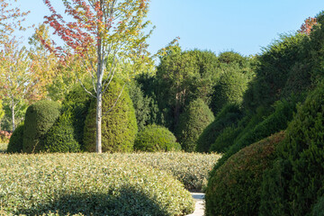 Meticulously trimmed green shrubs Yew Taxus baccata (English yew, European yew)  shaped into geometric  forms is in topiary landscape park "Clouds". Krasnodar Public Park, or Galitsky City Park