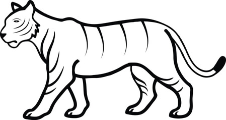 Tiger illustration