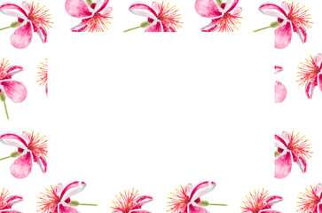 Pink flower. Feijoa watercolor flowers. Template for invitation, greeting card, label, banner with place for text with feijoa flowers. Watercolor hand drawn rectangular illustration with copy space