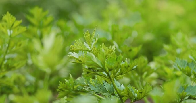 Fresh flat-leaf parsley growing on an eco farm. Vibrant green leaves swaying gently in natural light. Ideal for culinary, organic food, farming, and healthy lifestyle content. Parsley leaves.