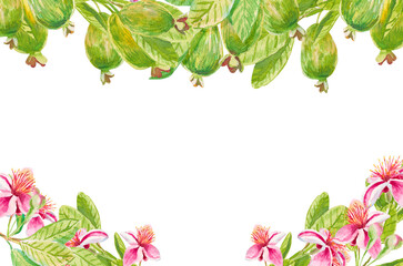 Feijoa. Template for invitation, greeting card, label, banner with place for text with feijoa flowers, leaves, buds, fruits. Watercolor hand drawn rectangular illustration with copy space