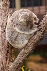 A koala curled into a ball and sleeping in a tree. Photographed in New South Wales, Australia