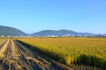 A rice paddy landscape on an autumn morning in Boryeong, South Chungcheong Province, South Korea. Rice farming in autumn. Beautiful South Korea.