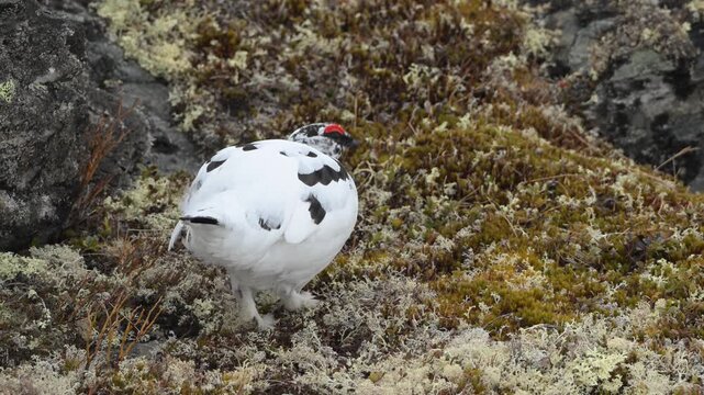 Slow motion closeup of male Rock Ptarmigan turning in alpine terrain in Norway