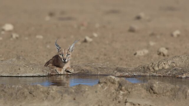 A caracal drinking at a waterhole in the dry landscape before lifting its head to look around, Kgalagadi Transfrontier Park.