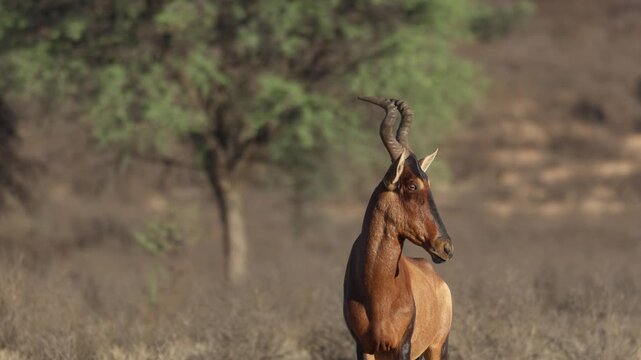 Medium closeup of an alert red hartebeest standing in the arid landscape of the Kgalagadi Transfrontier Park