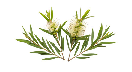 Fototapeta premium Blooming tea tree branches with leaves and flowers isolated on white background detailed photography expressing tea,