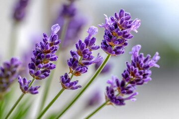 Obraz premium Lavender blossoms close-up with soft natural light 