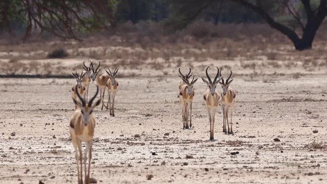 Wide shot of a herd of springboks walking in the heat of the day in the arid landscape of Kgalagadi Transfrontier Park.