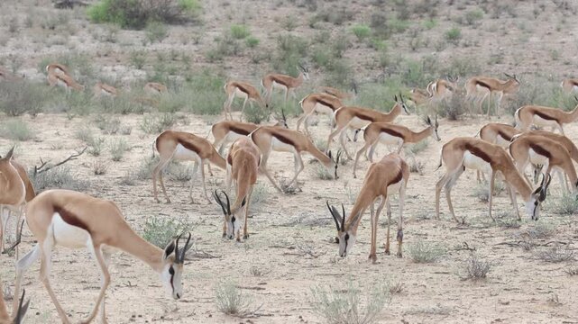 Wide shot of a herd of springboks walking through the sand dunes while feeding, Kgalagadi Transfrontier Park.