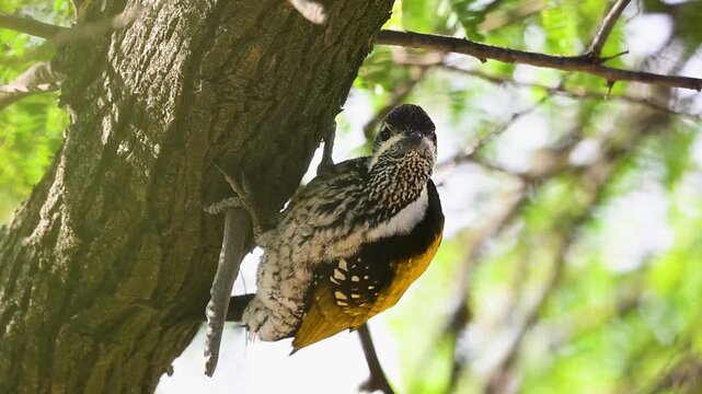 The Flameback feeds actively on a tall tree trunk, pecking gently through textured bark in calm woodland surroundings.