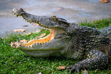 crocodile lies on land, its mouth open and teeth visible.
