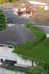 The roof of an old house covered with creeping trees
