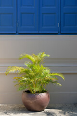 brown plant pot stands against the blue building wall.