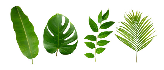 Banana, palm and monstera green leaf tropical plant isolated on white background.
