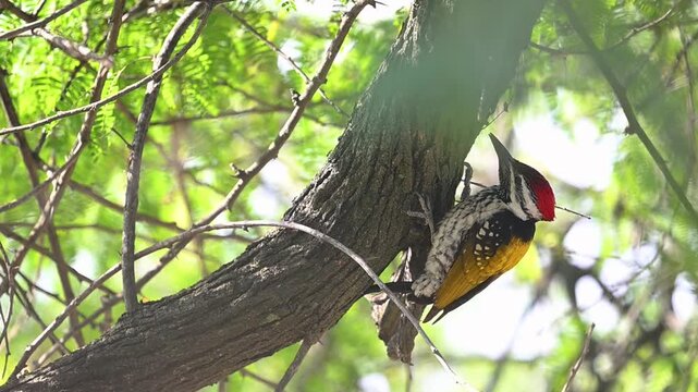A wild Black-rumped Flameback feeds on tree bark, its golden back shining softly in the natural woodland habitat.