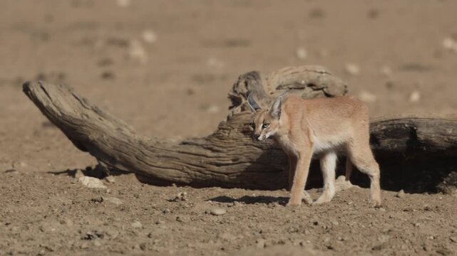 A caracal walking through dry, dusty landscape past a big tree trunk lying on the ground, Kgalagadi Transfrontier Park.