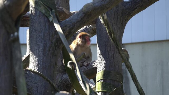 A Japanese Snow Monkey at Higashiyama Zoo Getting Out of Control Suddenly