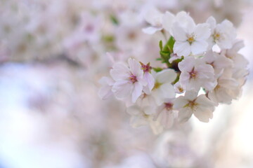 Obraz premium 満開の桜