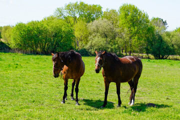 Naklejka premium two brown horses standing in a vibrant green grassy field meadow