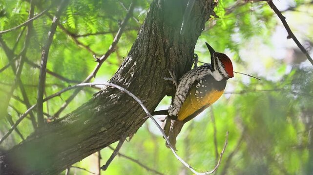 The Black-rumped Flameback rests firmly on rough bark, glowing under soft forest light in its natural habitat.