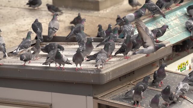 A World of Pigeons on Rooftops of Osu Kannon