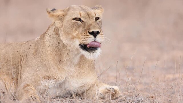 Medium closeup of a lioness licking her paw while lying in the dry landscape before falling over onto her back and rolling over, Kgalagadi Transfrontier Park.