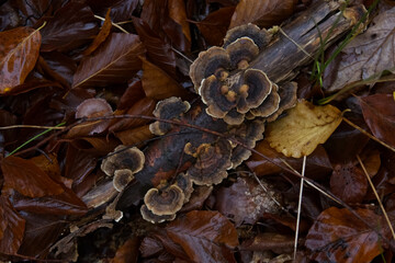 Cluster of Turkey Tail Fungi Growing on a Dead Branch Among Dark Brown Autumn Leaves