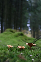 Three Small Orange Wild Fungi Growing on Lush Green Moss in a Dark Pine Forest