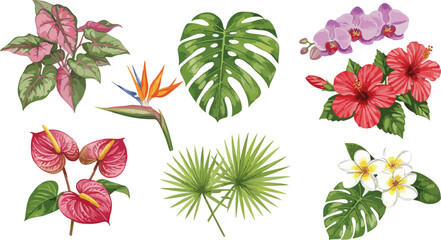 Obraz premium Collection of vibrant tropical flowers and lush green foliage arranged in a visually appealing botanical illustration on a white background