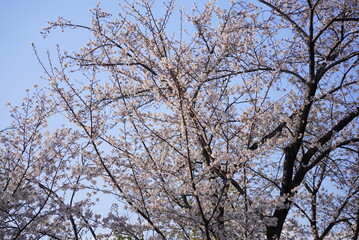満開の桜